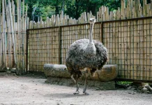 Revitalisasi Bandung Zoo Dikebut, Targetkan Buka Kembali Kurang Dari Setahun