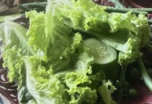 Salada Bokor, Sayuran Hijau yang Mengandung Beragam Nutrisi