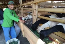 HPDKI Jadi Motor Kemajuan Peternak Domba dan Kambing di Sumedang
