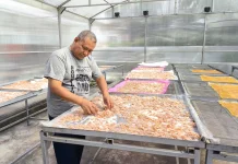 Tokoh Petani Sekaligus Pelaku UMKM Nanas Tolak Alih Fungsi Lahan dari Nanas Ketebu