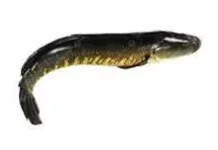 Manfaat Ikan Gabus untuk Kesehatan Tubuh