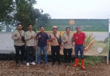 Pembibitan Tebu Jalancagak Berjalan, Identitas Nanas Subang Tetap Lestari
