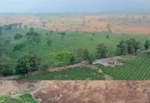 Pembibitan Benih Tebu Unggul di Jalancagak Subang Menuai Pro Kontra