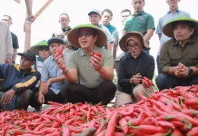 KDMP Lengkong,Produsen dan Offtaker Cabai Merah SPPG