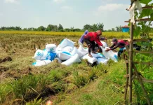 El Nino, Petani Binong Subang Khawatir Gagal Panen