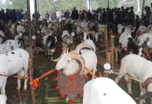 “Pesta Patok” Kontes Ternak Pendorong Kesejahteraan Peternak