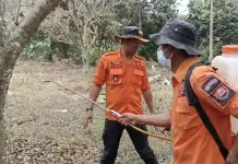 Seluas 15 Hektar Tanam Rambutan di Desa Cikaum Timur Subang, Ludes di Serang Ulat
