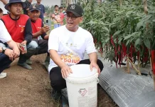 Panen Cabai Sukamenak, Bupati Tasikmalaya: Kolaborasi Ilmu dan Pengalaman Petani