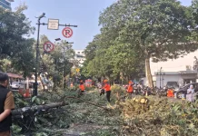 Pohon dan Tiang Listrik Tumbang di Jalan Aceh Bandung, Akses Jalan Ditutup