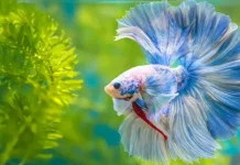Mengenal Ikan Cupang, Ikan Hias Berwarna Indah yang Mudah Dipelihara