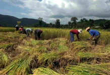 El Nino 2026 Diprediksi Buat Curah Hujan di Bawah Normal, Ini Penjelasan BMKG