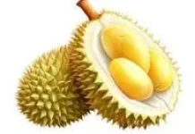 Berbagai Macam Jenis Durian yang Ada di Indonesia