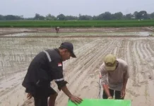 Hadapi Kemarau Panjang, Petani di Binong Subang Tidak Khawatir Kekurangan Air