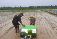 Antisipasi Kemarau Panjang,Petani di Kecamatan Binong Subang Percepat Tanam