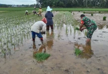Kodim 0605/Subang Kerahkan Babinsa, Kawal Ketahanan Pangan Hadapi Fenomena Elnino