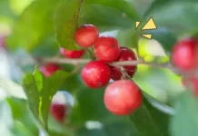 Lobi-Lobi,Buah Langka Banyak Manfaat