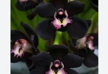 Anggrek Hitam,Pesona Langka Bunga Eksotis Nusantara
