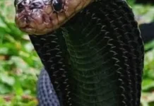 Hari Ular Sedunia,Mengubah Rasa Takut Menjadi Kepedulian