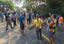 Pohon Tumbang Ganggu Akses Jalur Garut-Bandung