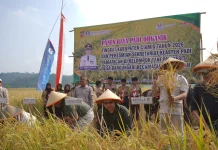 Perkuat Swasembada Pangan, Pemkab Ciamis dan BI Tasikmalaya Panen Padi Organik