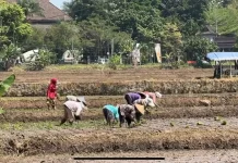 Ratusan Hektar Lahan Pertanian di Kabupaten Bandung Terancam Kekeringan