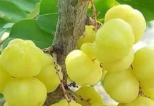 Cereme, Sebutan Buah Kecil yang Langka