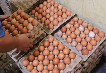 MBG Kembali Berjalan, Harga Ayam dan Telur Kembali Naik
