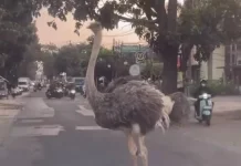 Burung Unta Muncul di Jalanan Rancabolang Bandung, BBKSDA Turun Tangan