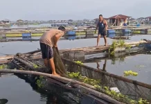 Petani Jaring Apung Waswas Fenomena Upwelling