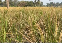 Puluhan Hektar Sawah di Ciranjang Cianjur Gagal Panen