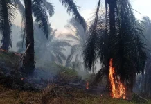 Belasan Hektar Lahan HGP Perkebunan PT Condong Garut Terbakar