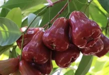 Jambu Air Merah Buah yang Mengandung beragam Nutrisi
