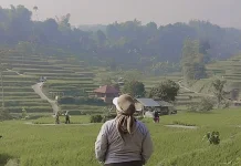 Destinasi Cisema Menyimpan Keindahan Alam Pesawahann