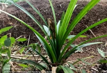 Sederet Manfaat Daun Pandan untuk Kesehatan