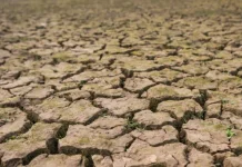 Ribuan Hektar Lahan Pertanian di Kabupaten Tasikmalaya Terancam Gagal Panen