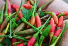 Kandungan Nutrisi di Balik Pedasnya Berbagai Cabe