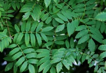 Manfaat Meniran untuk Kesehatan: Herbal Tradisional dengan Beragam Khasiat