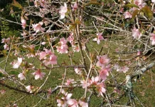 Musim Mekar Sakura Panorama Bunga Memikat di Kebun Raya Cibodas