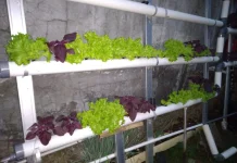 Urban Gardening, Hobi Berkebun yang Menyehatkan dan Ramah Lingkungan