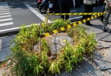 Pemkot Bandung Perketat Pengawasan Penebangan Pohon