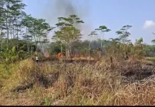 Diduga akibat Puntung Rokok, Satu Hektar Lahan Alang - alang di Tasikmalaya Terbakar