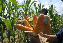 Sektor yang Terdampak El Nino 2026: Pertanian Rentan, Perikanan Bisa Diuntungkan