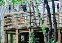 Farhan Selidiki Pohon Dikuliti dan Dibor, Pelaku Terancam Diproses Hukum