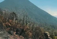 Bukan 20 Hektar Luas Kebakaran Gunung Gede Pangrango
