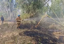 Ancaman Kebakaran saat Musim Kemarau di Garut Tinggi