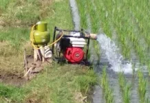 Kemarau Panjang Ancam Sawah di Pantura Subang, Petani Khawatir Gagal Panen