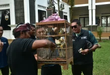 Puluhan Burung Kutilang dan Terucukan Dilepasliarkan di PPS Sumedang