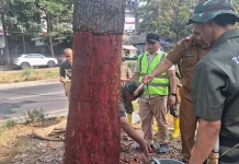 11 Pohon di Jalan Pahlawan Bandung Dikuliti, DLH Lakukan Perawatan Intensif
