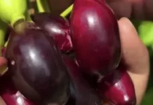 Jamblang, Buah yang Langka dan Nyaris Hilang