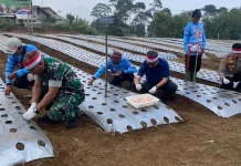 Swasembada Pangan, Pemkab Dukung Gerakan Tanam Bawang Putih
